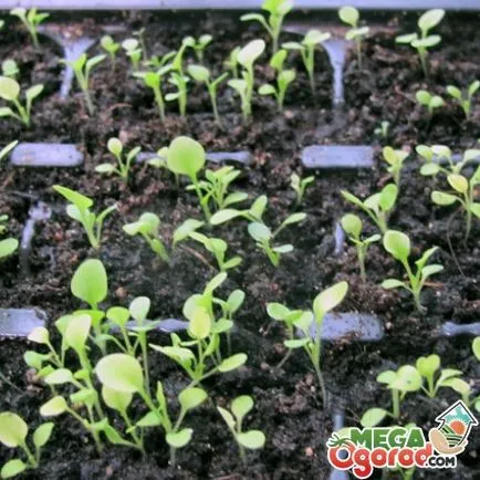 Mi a növény Petunia Mi a növény Petunia