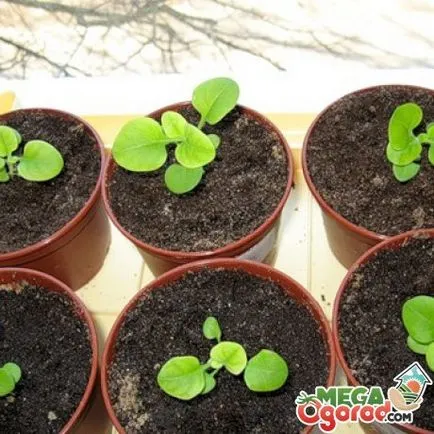 Mi a növény Petunia Mi a növény Petunia