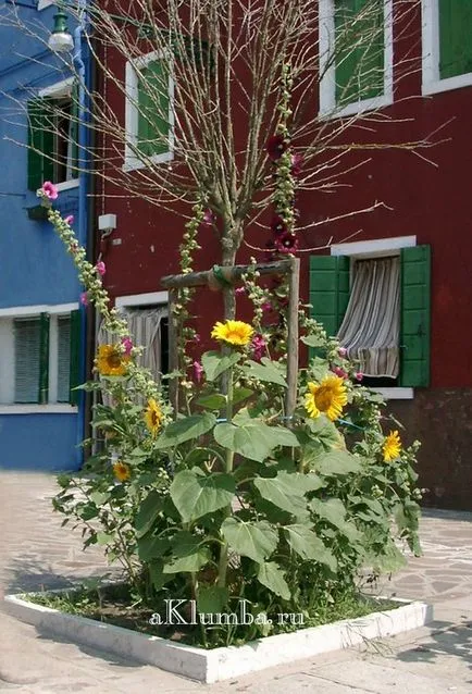 Tervezés ágy és virágágyások Tervezés ágy és virágágyások