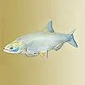Hal IDE - megjelenése, ívik, halászati, csaliként és módszerek (eljárások) Fish ide - megjelenés, ívik, horgászat, csali és a halászati módszerek