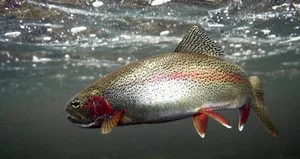Különösen pisztráng hal fogására leírás képekkel és élőhely (hal) Fish pisztráng horgászat funkciók leírását fotókkal és élőhely