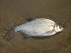 Horgászat a gumiszerű reflux a parttól gyártása a saját kezét, elkapta sabrefish, ponty, keszeg (gumi) Horgászat a gumiszerű reflux a parttól gyártása a saját kezét, elkapta sabrefish, ponty, keszeg