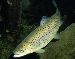 Különösen pisztráng hal fogására leírás képekkel és élőhely (pisztráng) Fish pisztráng horgászat funkciók leírását fotókkal és élőhely