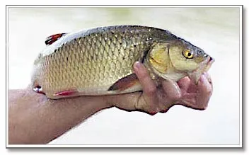 Hal IDE - megjelenése, ívik, halászati, csaliként és módszerek (halászat) Fish ide - megjelenés, ívik, horgászat, csali és a halászati módszerek