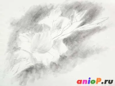 Gladiolus rajz ceruzával - tanulságok levonása ceruzák és pasztell (kardvirág ceruzával) Gladiolus rajz ceruzával - tanulságok levonása ceruzák és pasztell