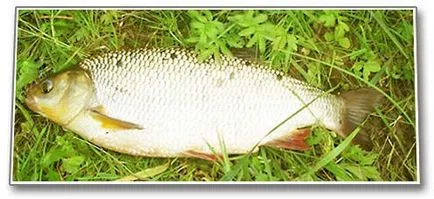 Hal IDE - megjelenése, ívik, halászati, csaliként és módszerek (eljárások) Fish ide - megjelenés, ívik, horgászat, csali és a halászati módszerek