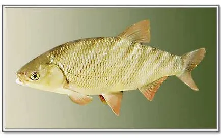 Hal IDE - megjelenése, ívik, halászati, csaliként és módszerek (halászat) Fish ide - megjelenés, ívik, horgászat, csali és a halászati módszerek