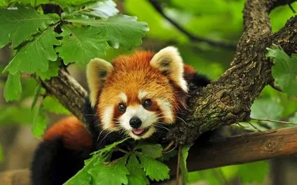 Vörös panda fotó vadállat
