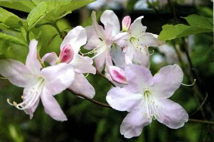 Rhododendron - ültetés és gondozás, fotó növények