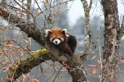 Vörös panda fotó vadállat