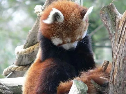 Vörös panda fotó vadállat
