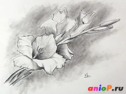 Gladiolus rajz ceruzával - tanulságok levonása és pasztell ceruzák (ceruzák) Gladiolus rajz ceruzával - tanulságok levonása ceruzák és pasztell