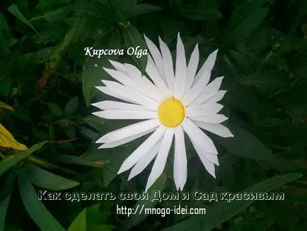 Daisy műanyag palackok lépésről lépésre, és a mester osztály képek és videó