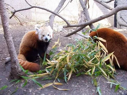 Vörös panda fotó vadállat