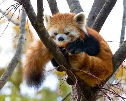Vörös panda fotó vadállat