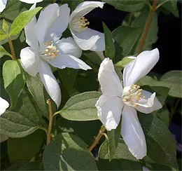 Jasmine Garden ültetés, gondozás, hogyan kell átültetni a növény, fotó és videó