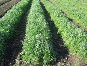 Rye, mint zöldtrágya, különösen zöldtrágya (rozs, mint zöldtrágya, mint ásni) Rye, mint a zöld trágya, különösen trágya zöld