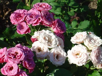 Rosa története és leírása a virág - Virágok Enciklopédia