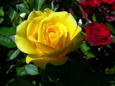 Rosa története és leírása a virág - Virágok Enciklopédia