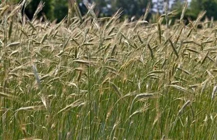 Rye, mint zöldtrágya, felhasználása és alkalmazása funkciók (funkciók) Rye, mint zöldtrágya, felhasználása és alkalmazása jellemzői
