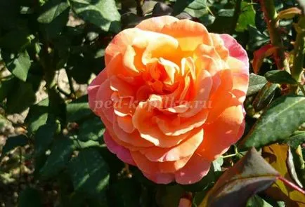 Roses egy szövetből