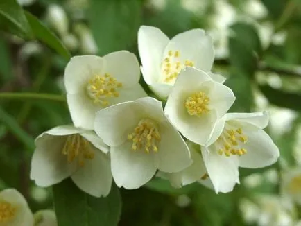 Jasmine Garden ültetés, gondozás, hogyan kell átültetni a növény, fotó és videó