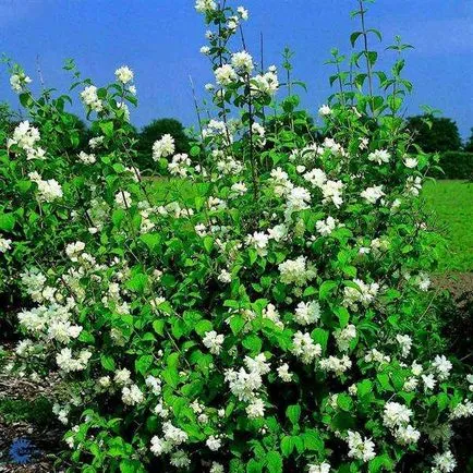 Jasmine Garden ültetés, gondozás, hogyan kell átültetni a növény, fotó és videó