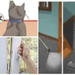 A leghatékonyabb eszköze a bolhákat a ház és lakás (bolhák) A leghatékonyabb eszköze a bolhákat a ház és lakás