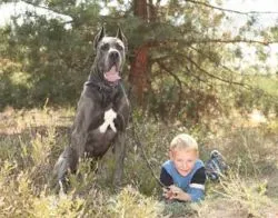A legerősebb kutya a világon