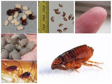 A leghatékonyabb eszköze a bolhákat a ház és lakás (bolhák) A leghatékonyabb eszköze a bolhákat a ház és lakás