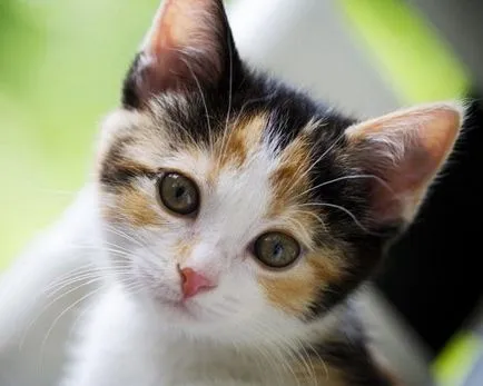 A legnépszerűbb és szokatlan becenevek kutyáknak és macskáknak (becenevet) A legnépszerűbb és szokatlan becenevek kutyáknak és macskáknak