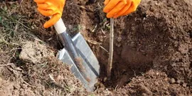 Lombhullató fák és cserjék - hogyan válasszuk ki a megfelelő videó