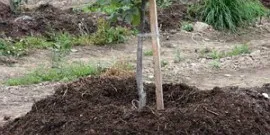 Lombhullató fák és cserjék - hogyan válasszuk ki a megfelelő videó