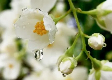 Elültetésre Jasmine