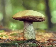 Ehető gomba fotók és leírások az enciklopédia a gombák (ehető) Ehető gomba fotók és leírások, Encyclopedia gomba