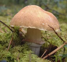 Ehető gomba fotók és leírások a gombák Encyclopedia (fotó) Ehető gomba fotók és leírások, Encyclopedia gomba
