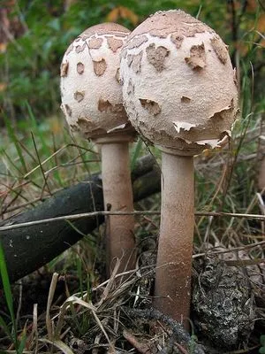 ehető gombák