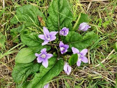 Solanaceae család