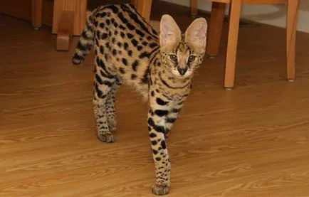 Serval (afrikai cat), fajta leírását és a természet képek (cat) Serval (afrikai cat), fajta leírását és a természet fotók