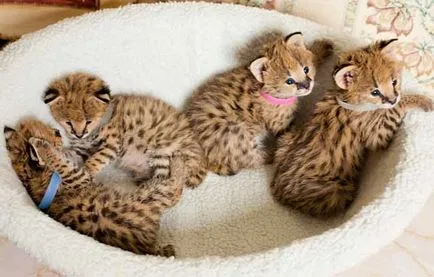 Serval (afrikai cat), fajta leírását és a természet fotók (afrikai) Serval (afrikai cat), fajta leírását és a természet fotók