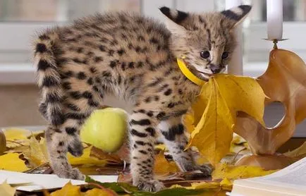 Serval (afrikai cat), fajta leírását és a természet képek (szervál) Serval (afrikai cat), fajta leírását és a természet fotók