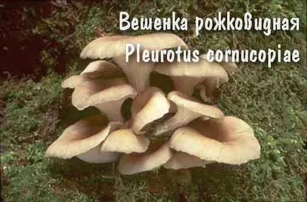 ehető gombák