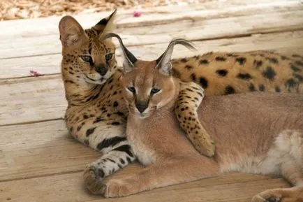 Serval macska fotó, az ár, a természet a fajta, leírás, videó