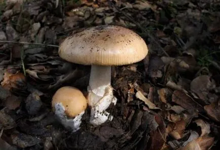 ehető gombák