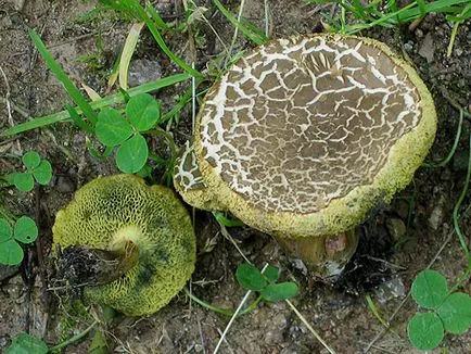 ehető gombák
