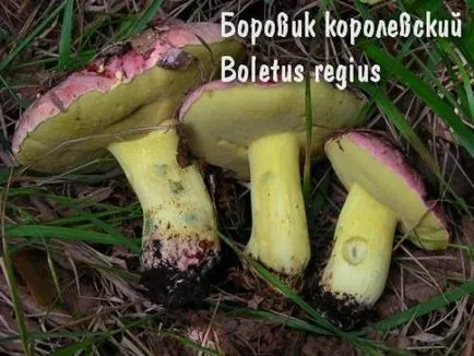 ehető gombák