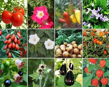 növény Solanaceae család