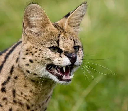 Serval macska fotó, az ár, a természet a fajta, leírás, videó