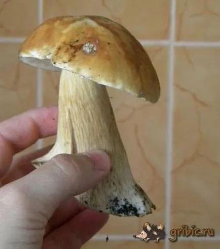 ehető gombák