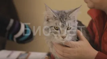 Tölcsérek macskák, a macska gyomra és a nyak csomók a bőr alatt